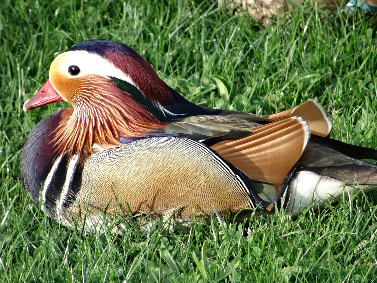 duck color plumage free photo