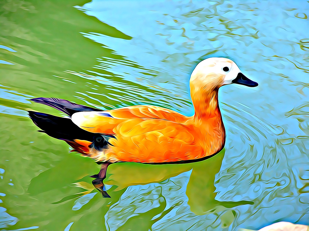 duck winged bird free photo