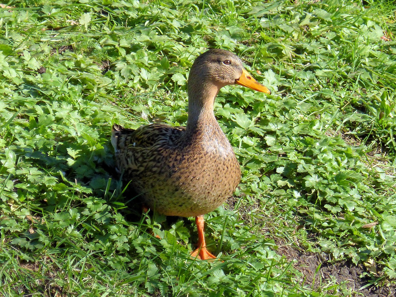 duck female bird free photo