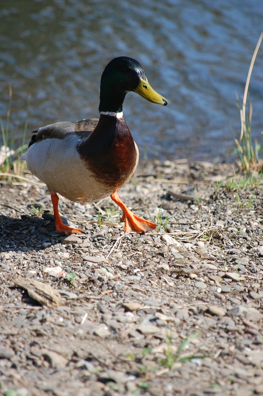 duck water lake free photo