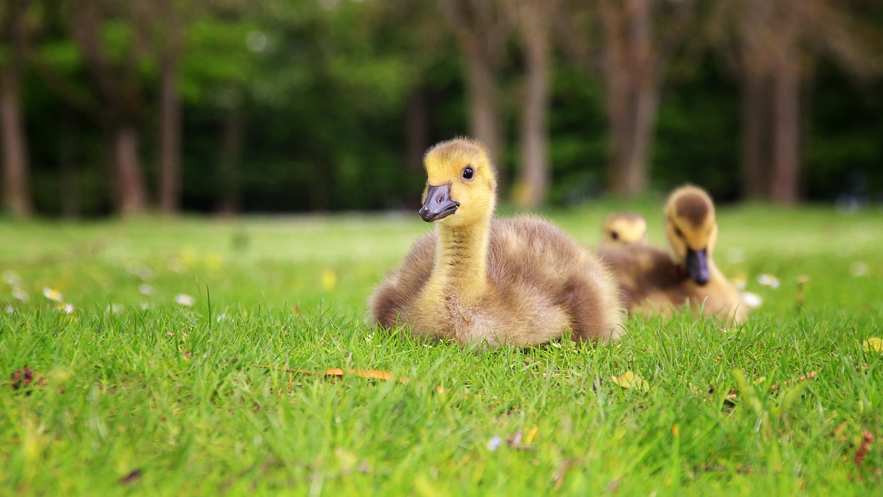 duck young duck bird free photo