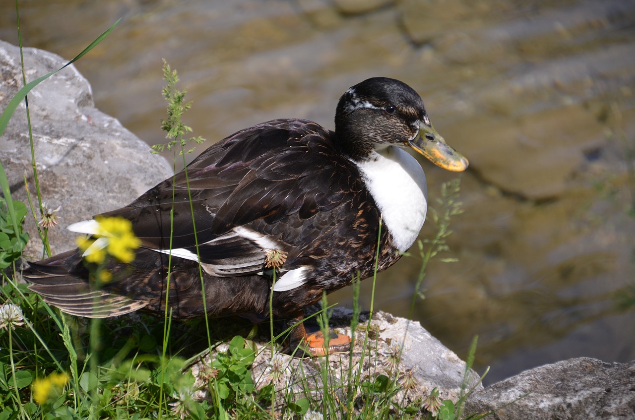 duck water bird nature free photo