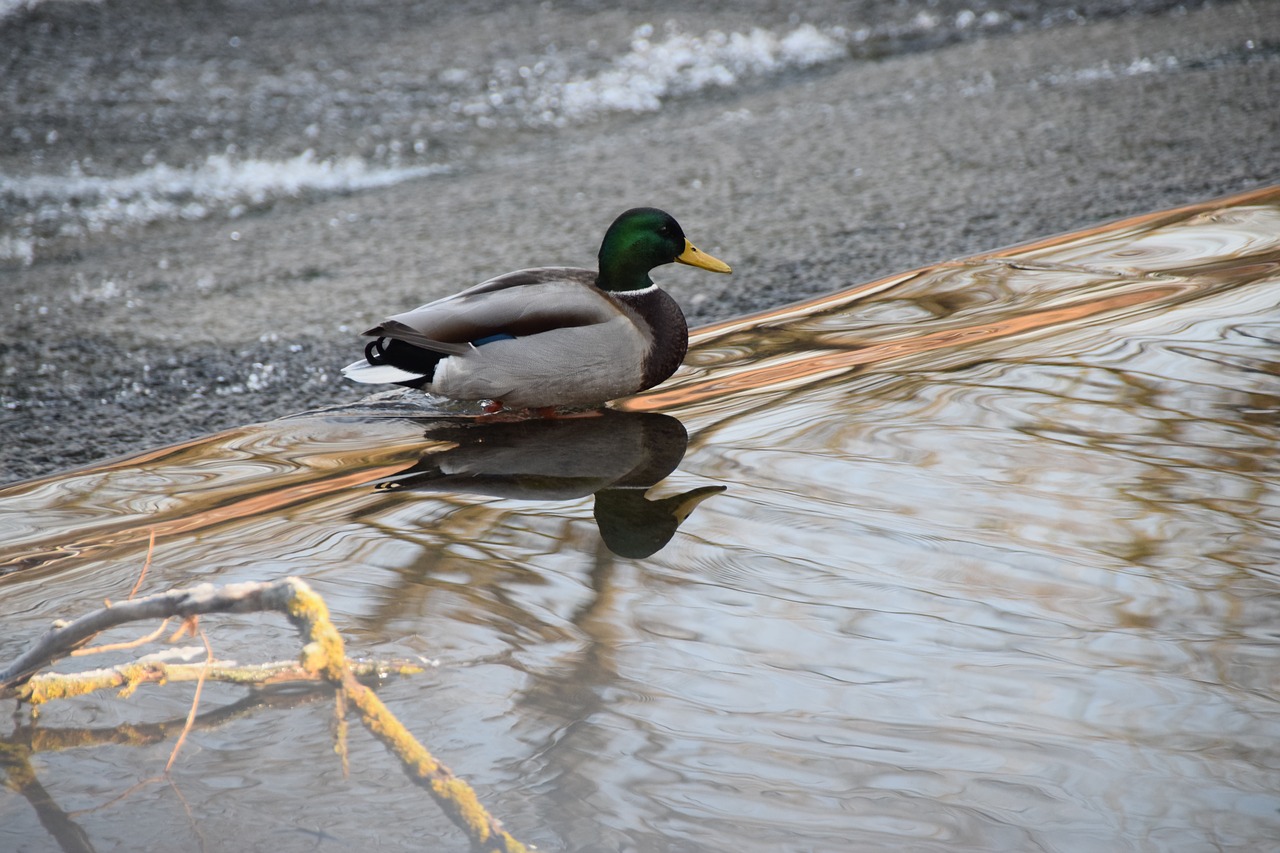 duck water river free photo