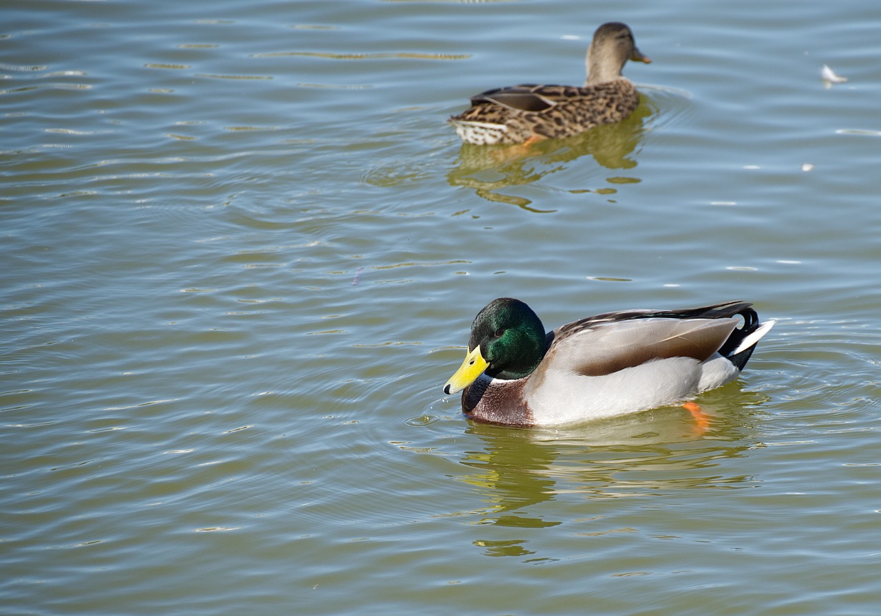 duck peak nature free photo