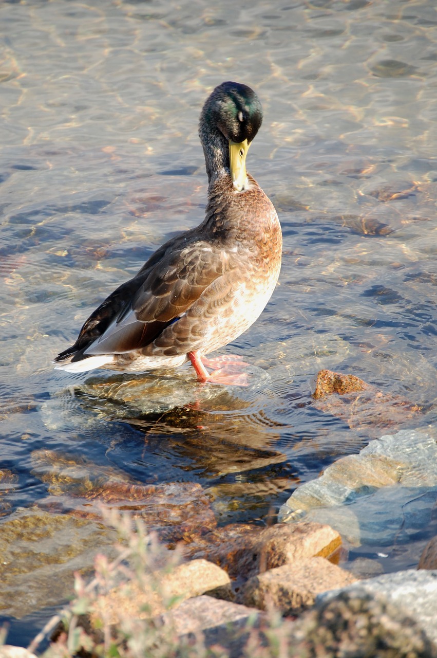 duck water water bird free photo