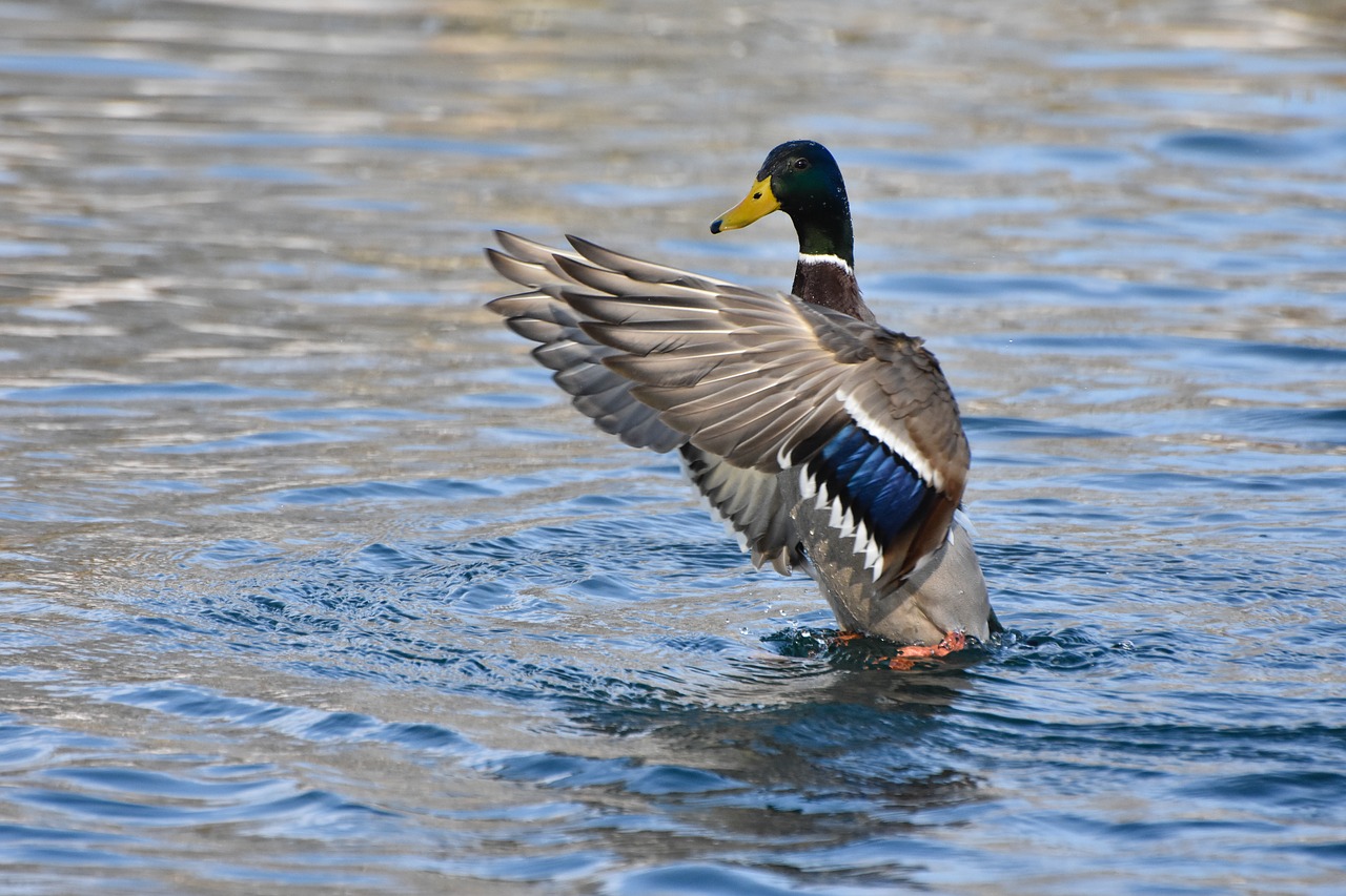 duck nature water bird free photo