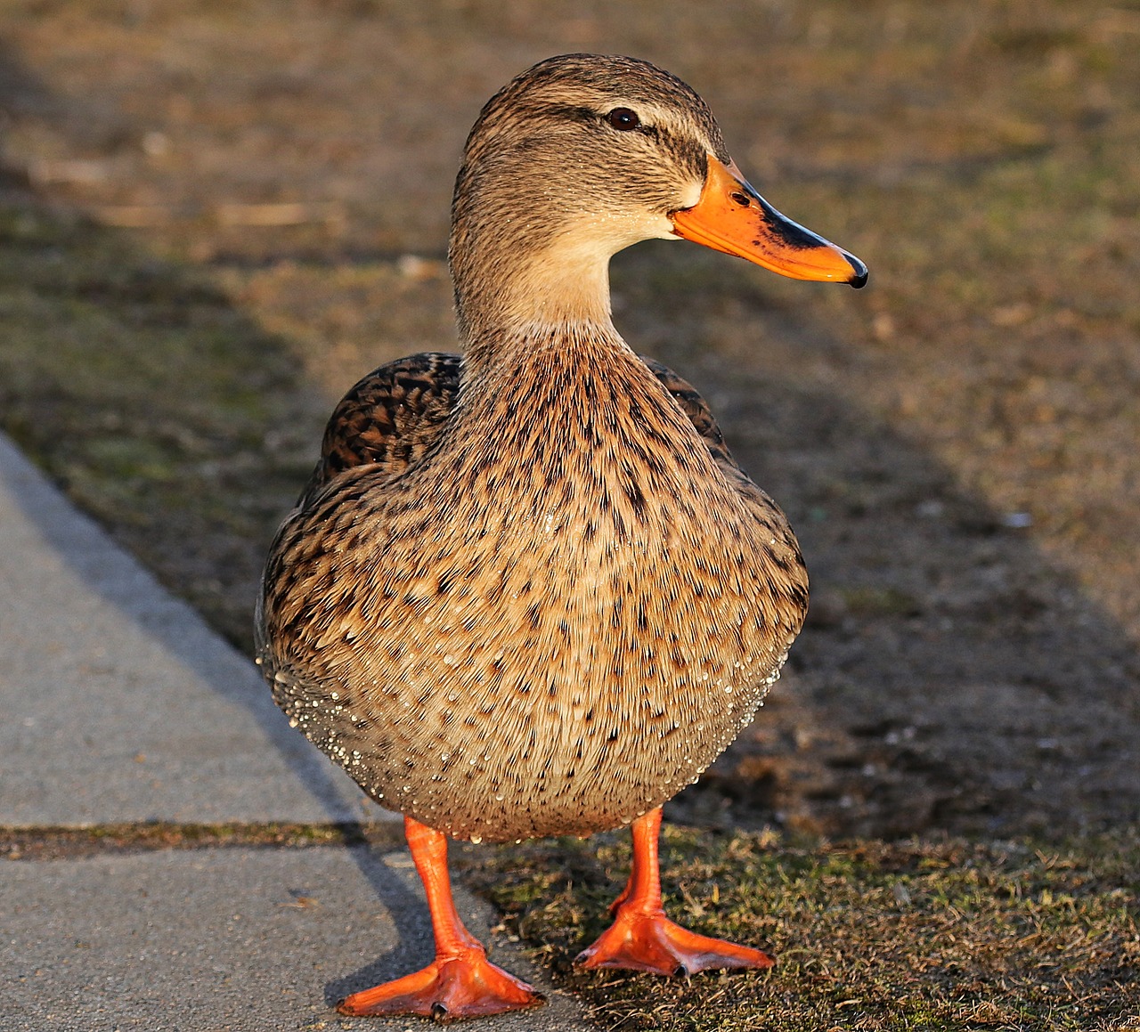 duck duck bird winter free photo