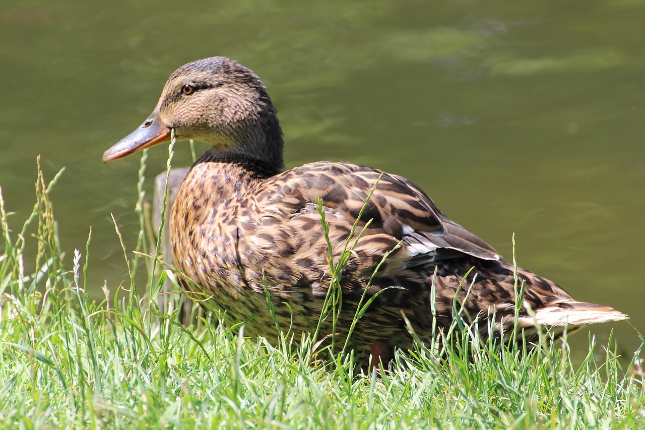 duck mallard bird free photo