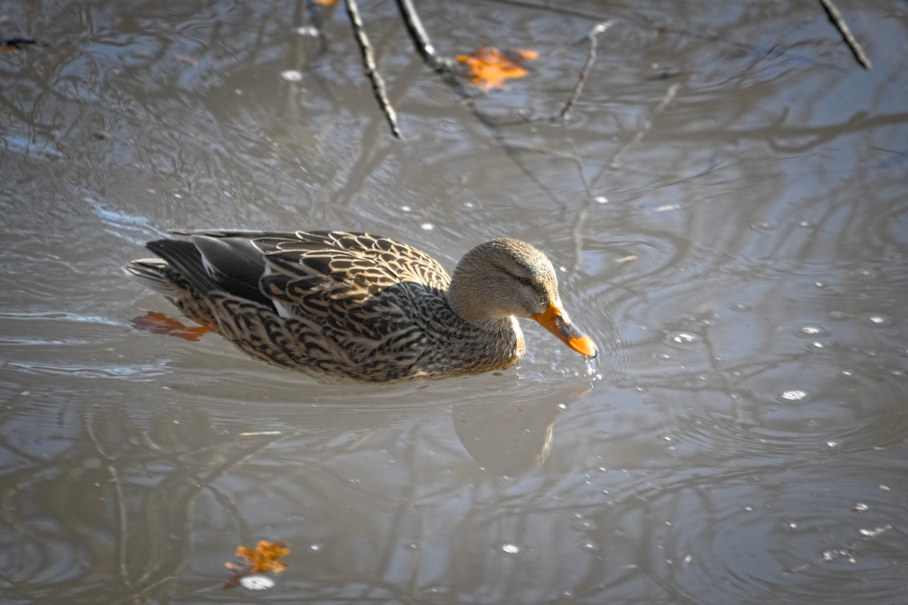 duck mallard water bird free photo