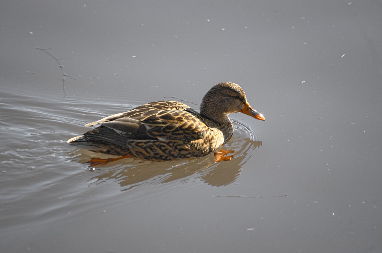 duck mallard water bird free photo