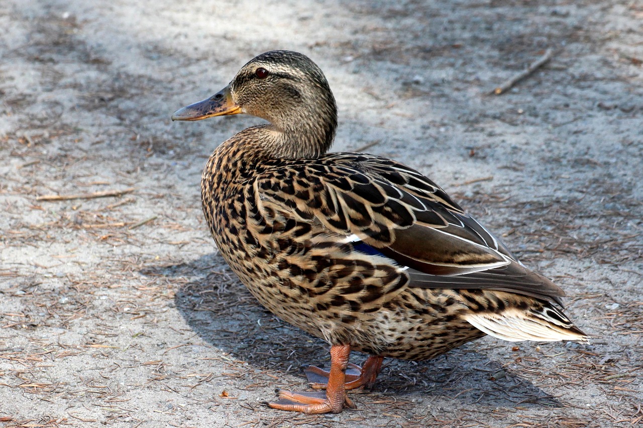 duck mallard plumage free photo