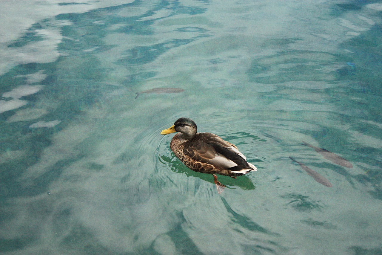 duck water lake free photo