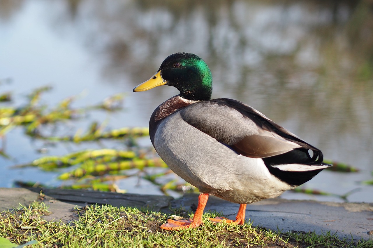 duck nature wildlife free photo