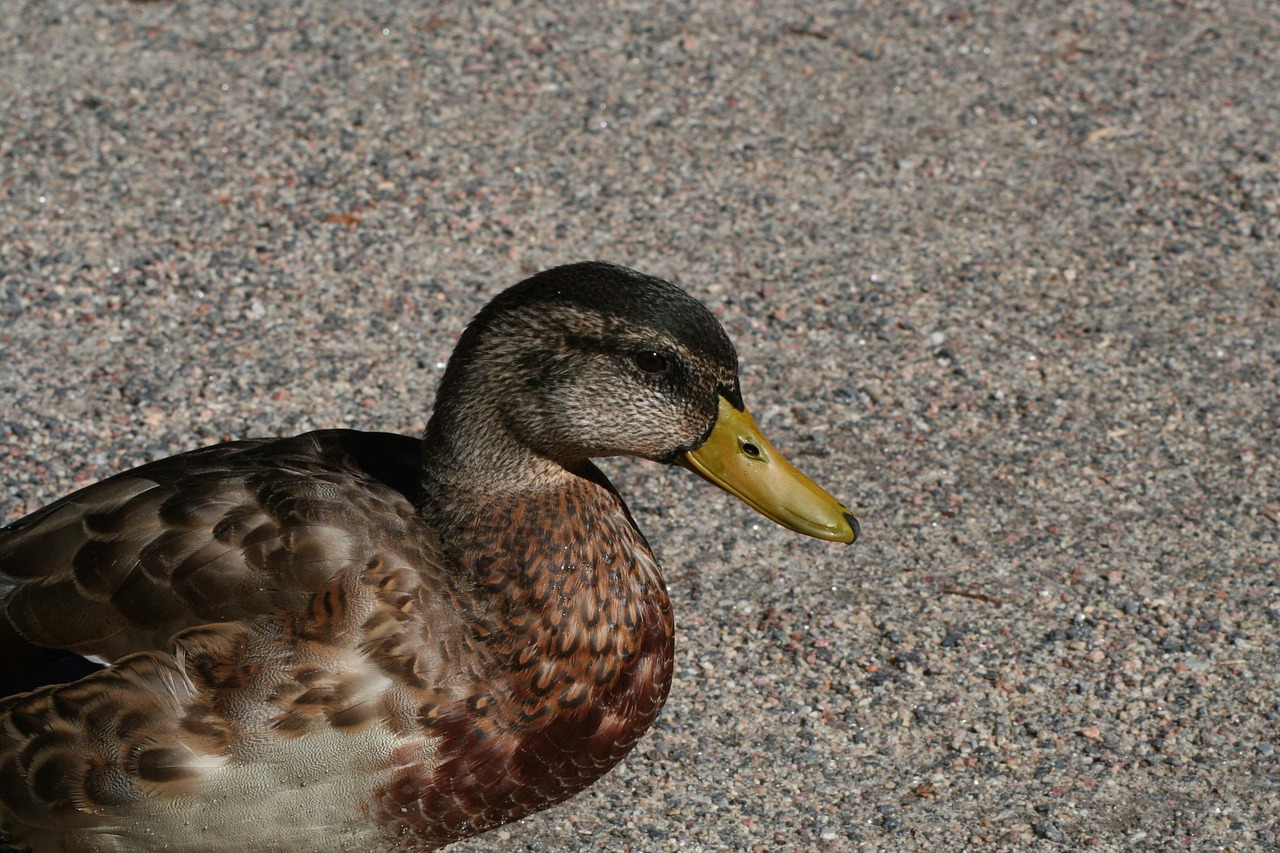 duck bird anas platyrhynchos free photo