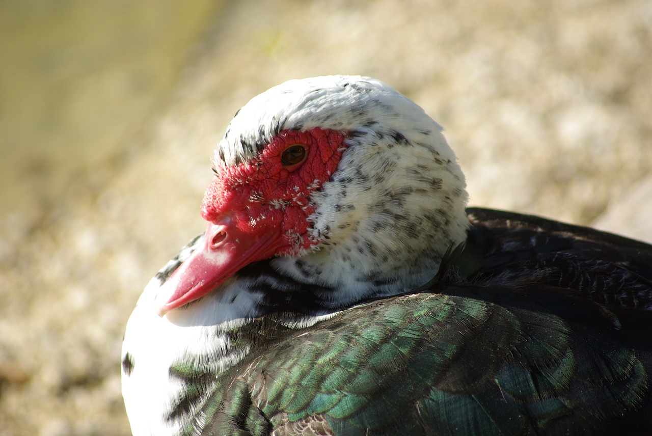 duck poultry duck barbarism free photo