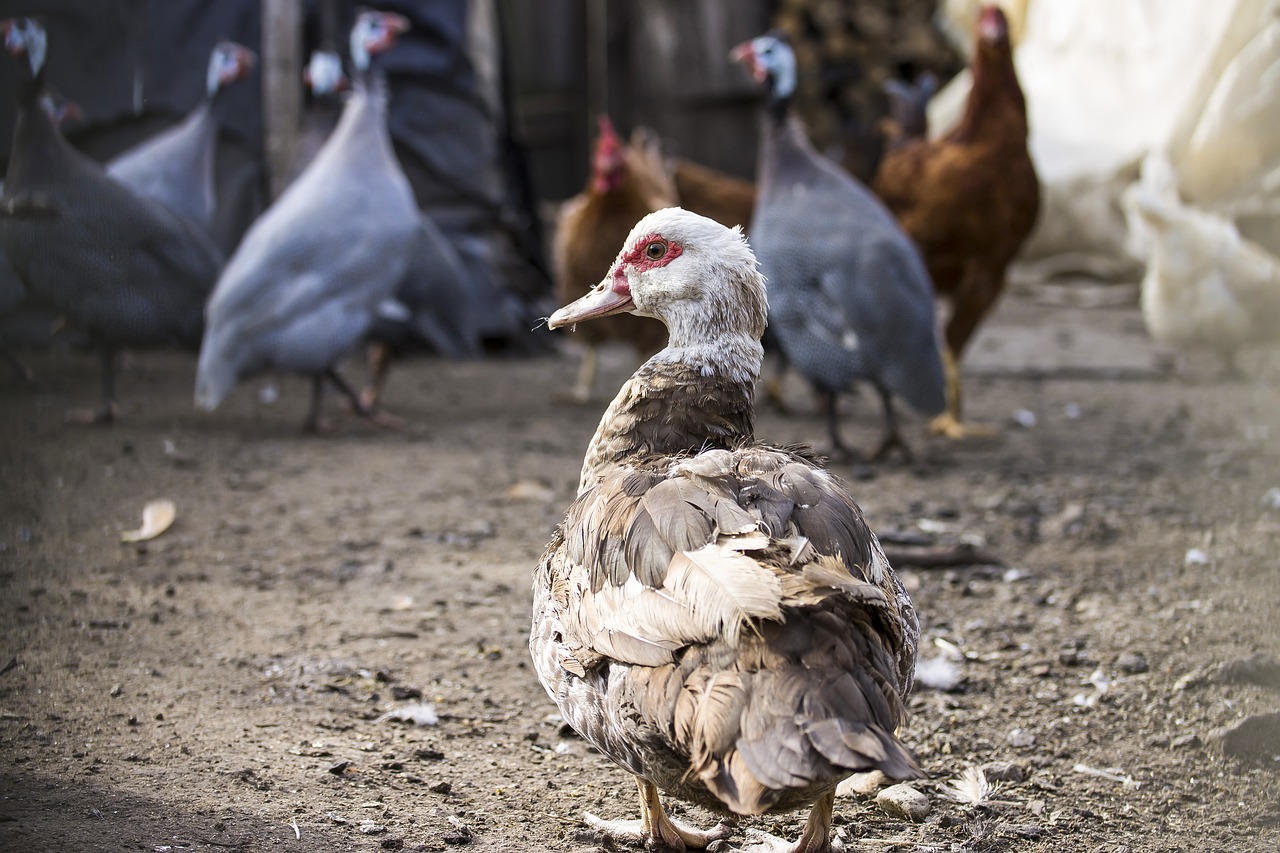 duck poultry barton free photo