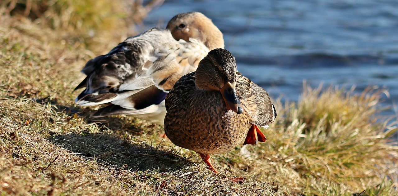 duck duck bird winter free photo