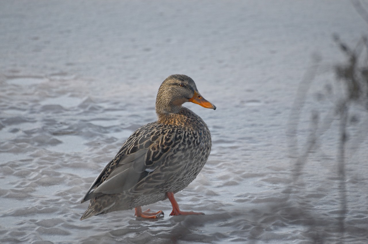 duck mallard female free photo