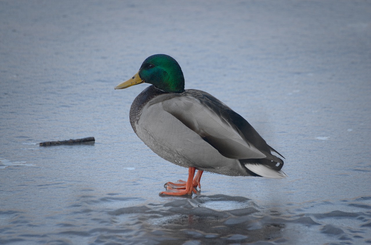 duck mallard drake free photo