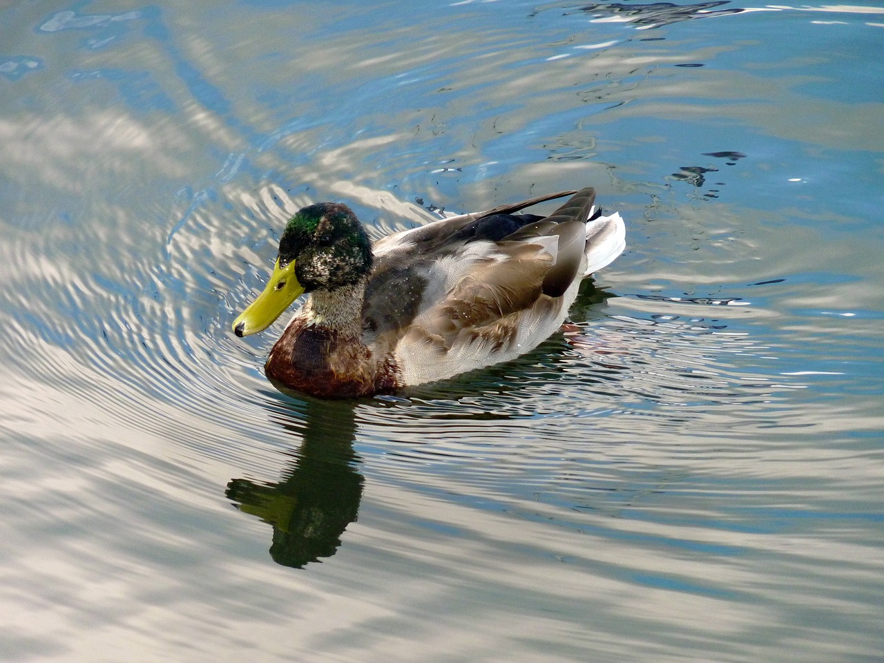 duck wild water free photo