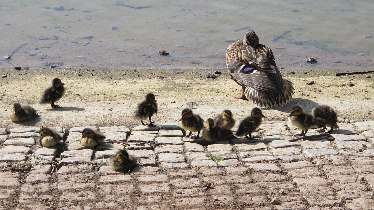 duck chicks water free photo