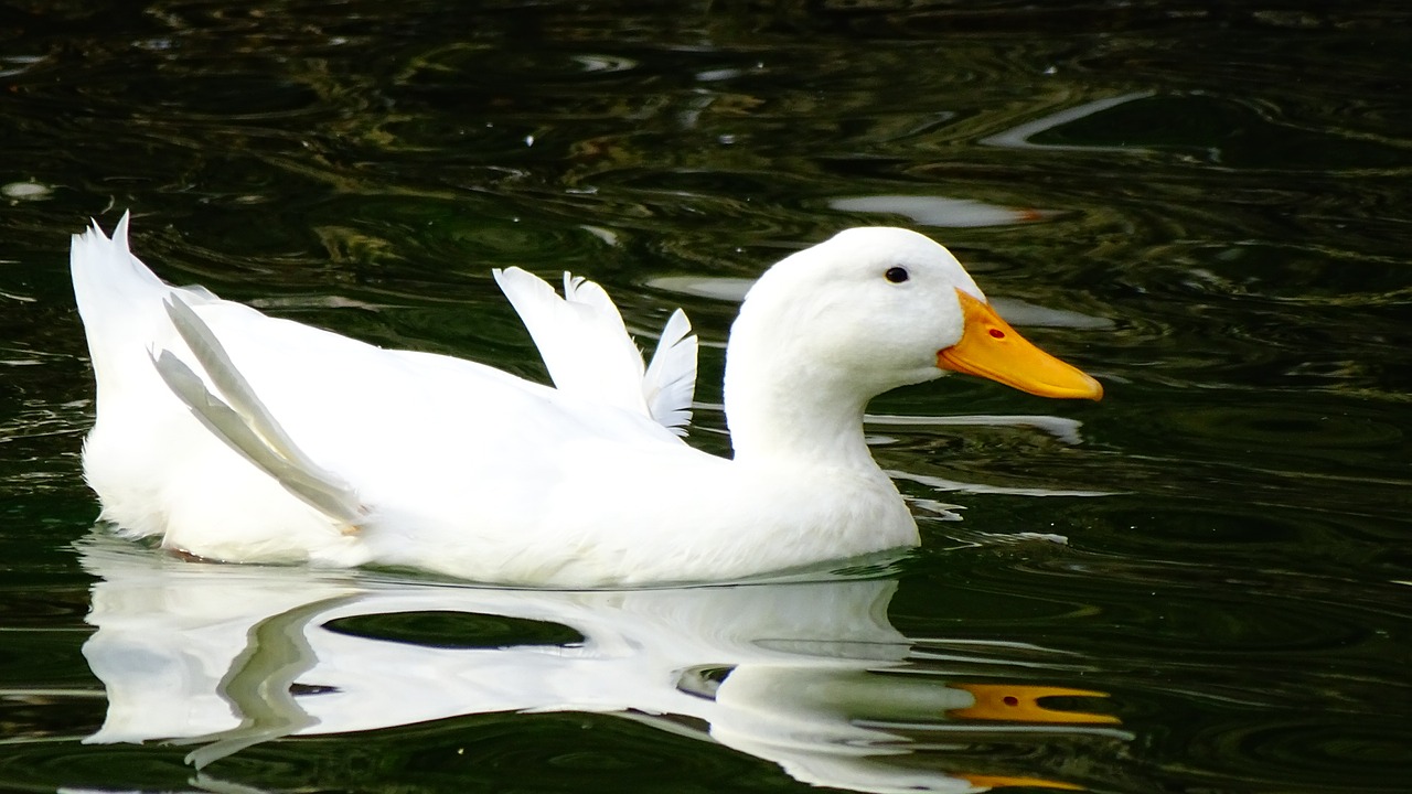 duck water free pictures free photo