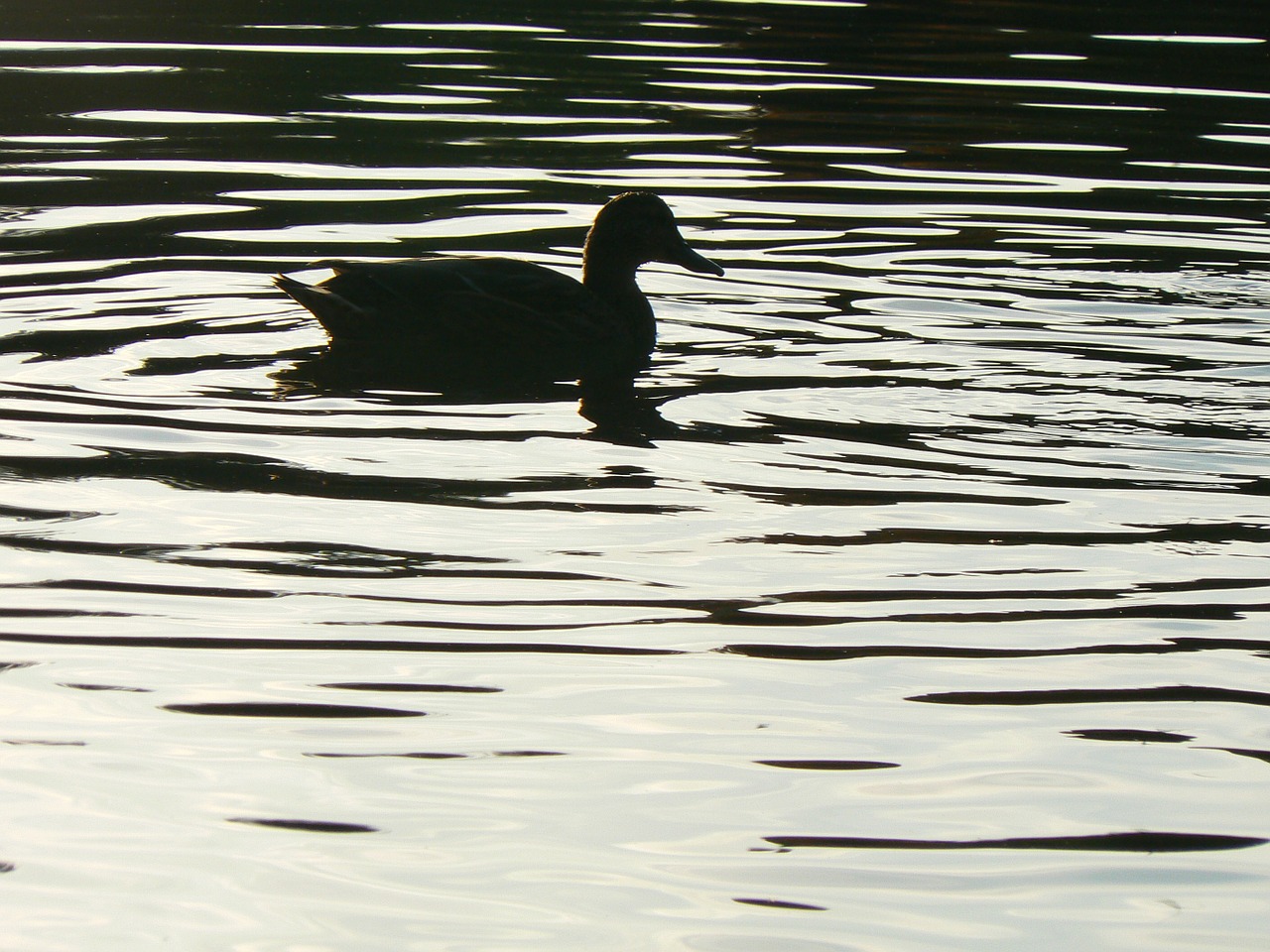 duck bird water free photo