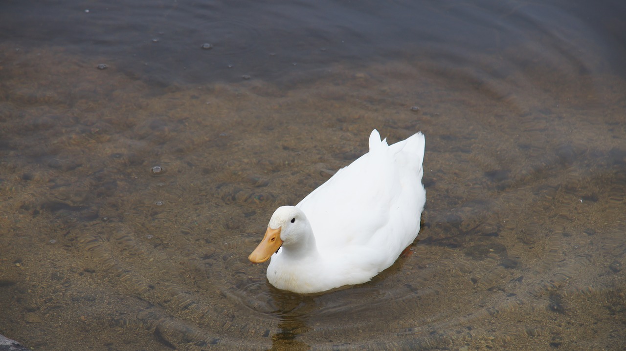 duck bird water free photo