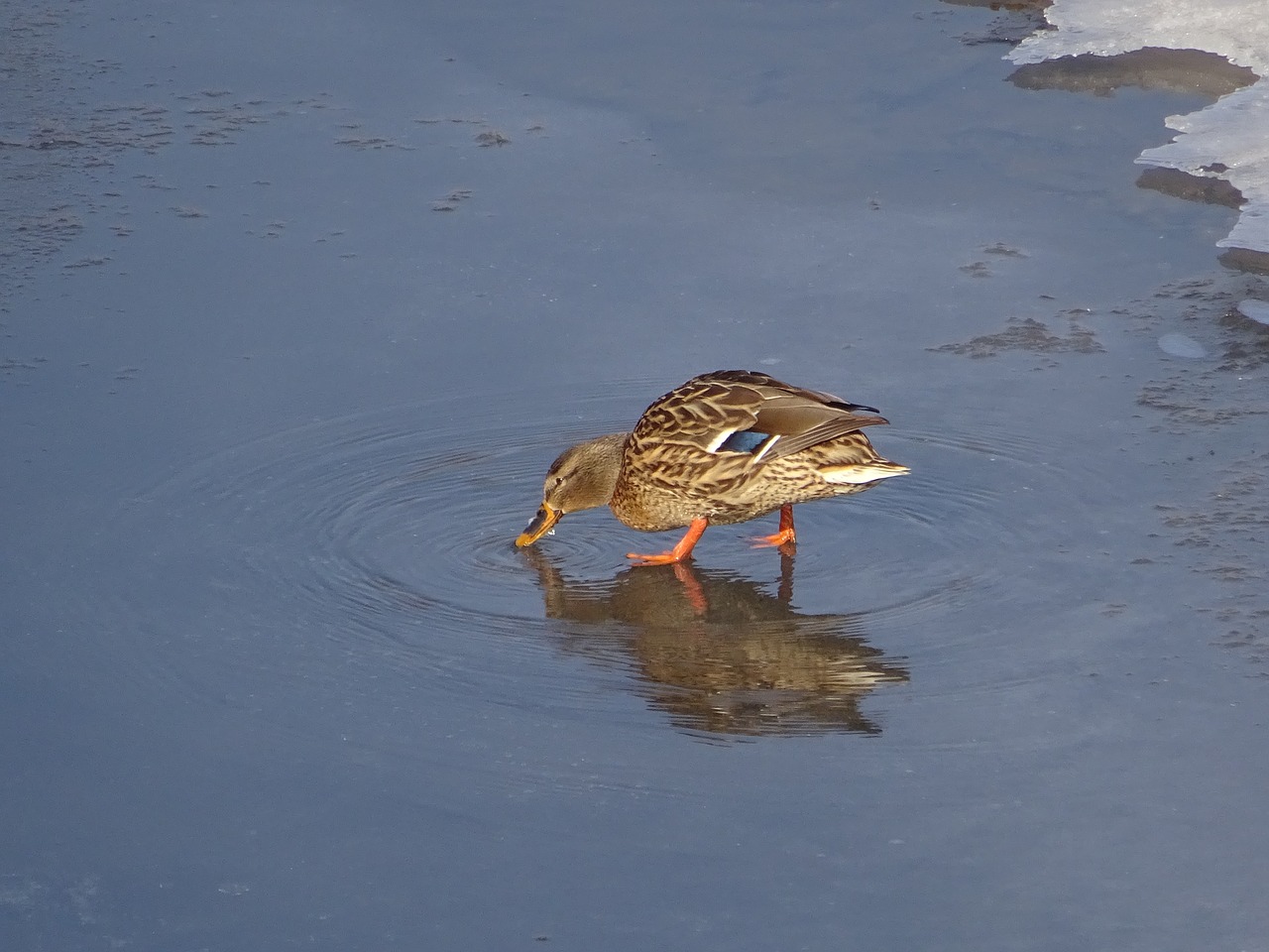 duck drinks ice free photo