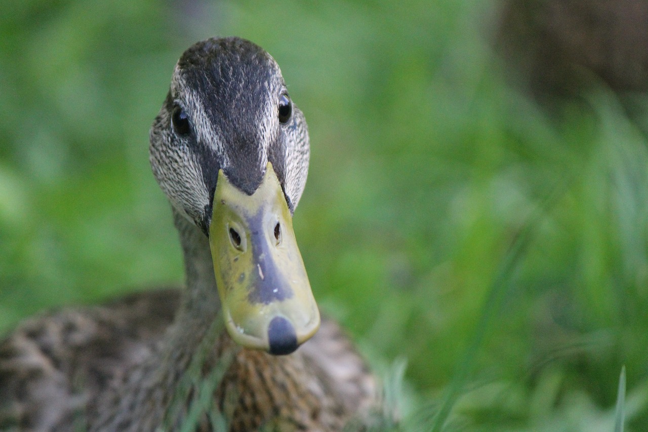 duck brown green free photo