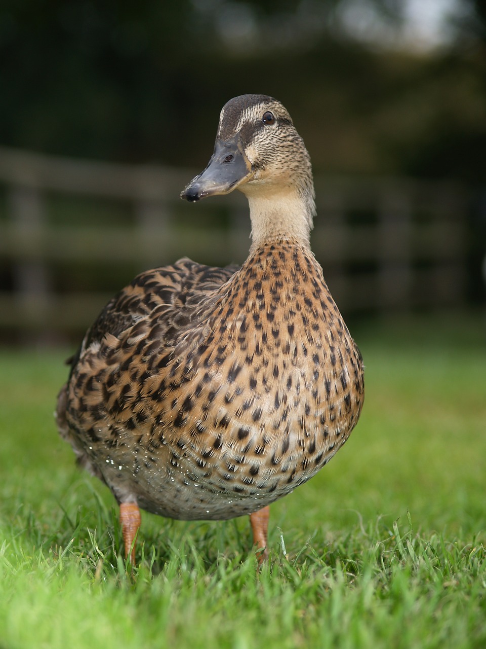 duck camping outdoor free photo