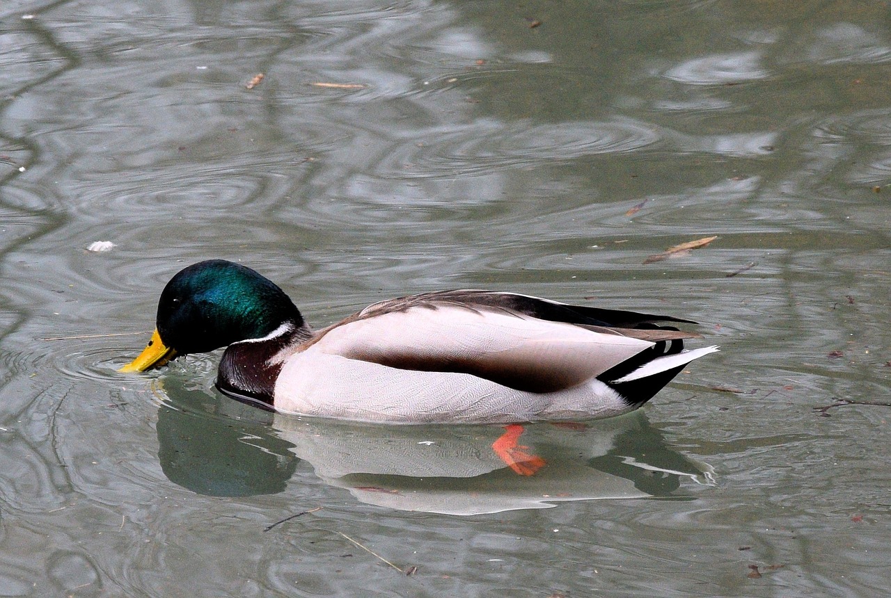 duck pond colorful free photo