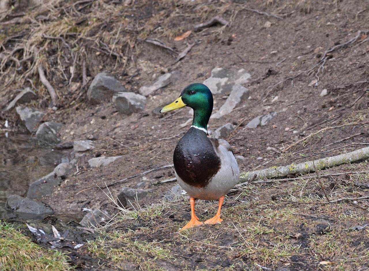 duck pond colorful free photo