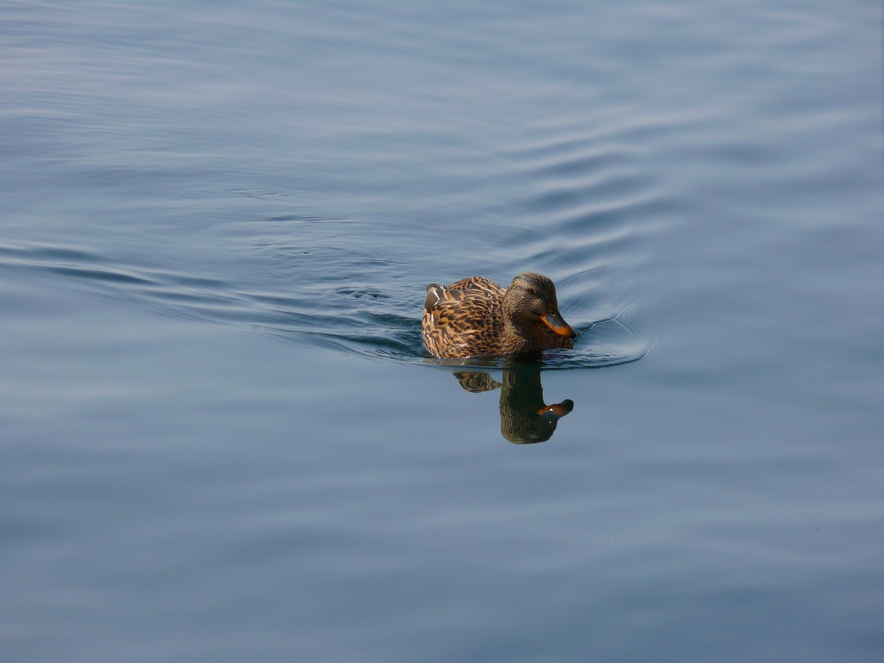 duck water nature free photo