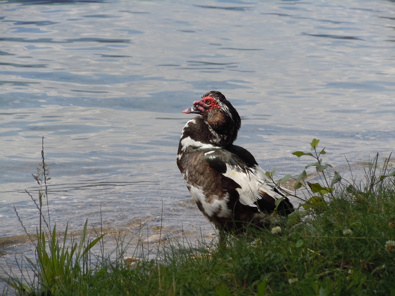 duck warzente lake free photo