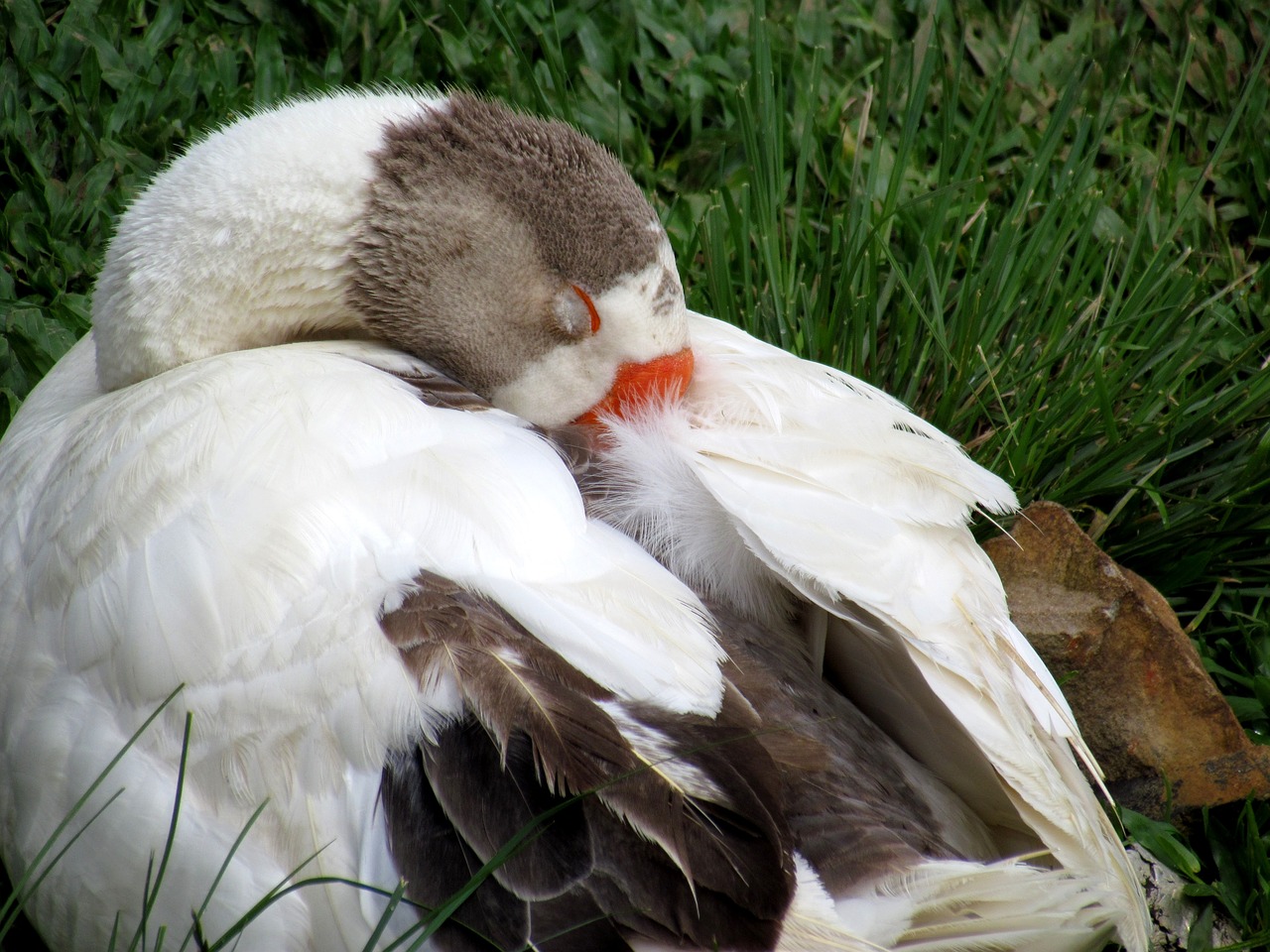 duck nature sunbathing free photo