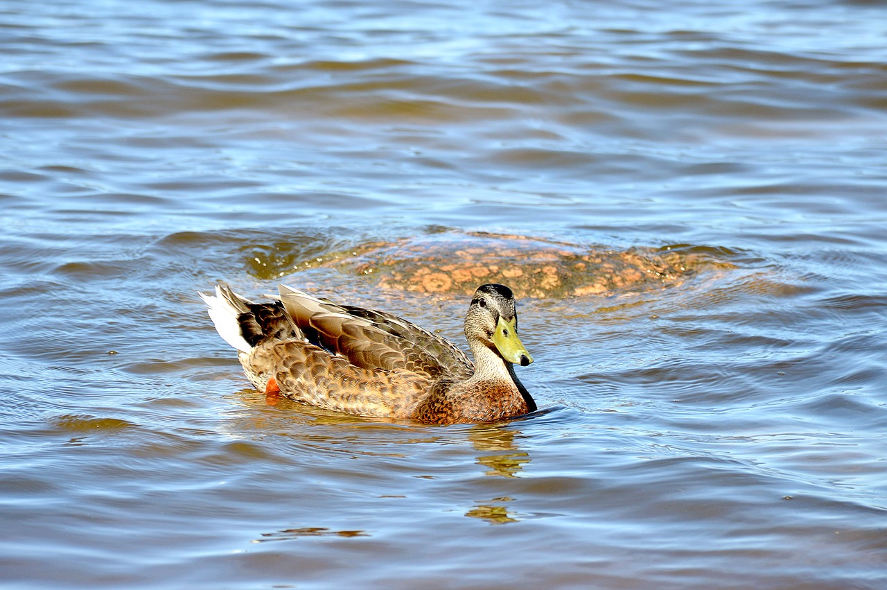 duck summer water free photo