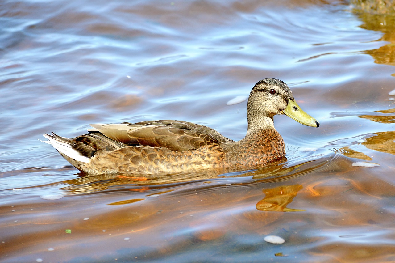 duck summer peterhof free photo