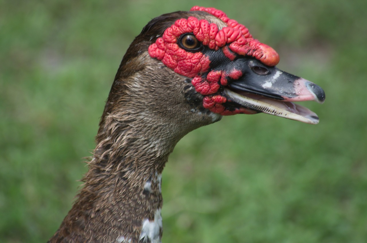 duck ugly duck bird free photo