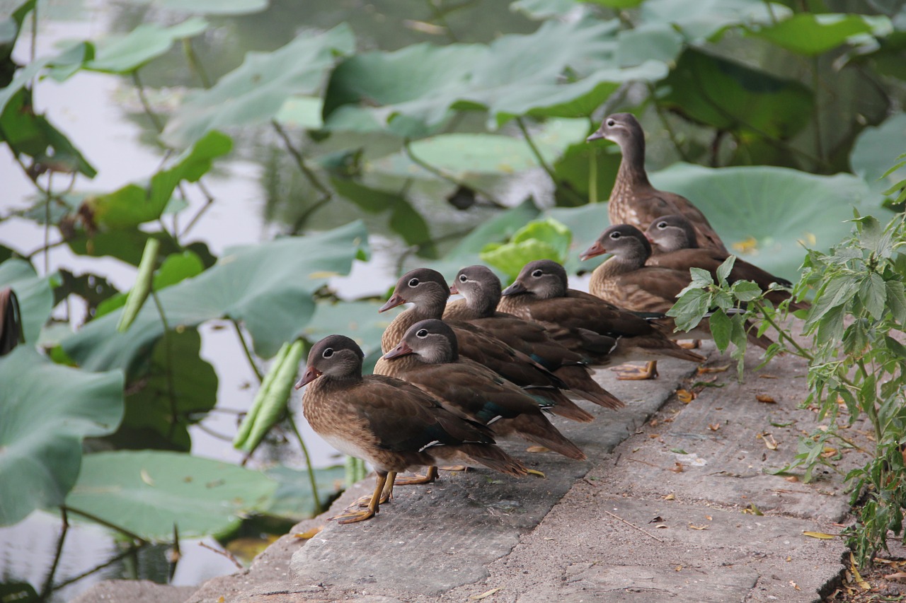 duck ducks animal free photo