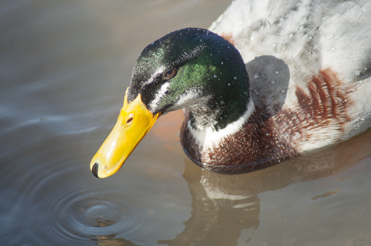 duck close farm free photo