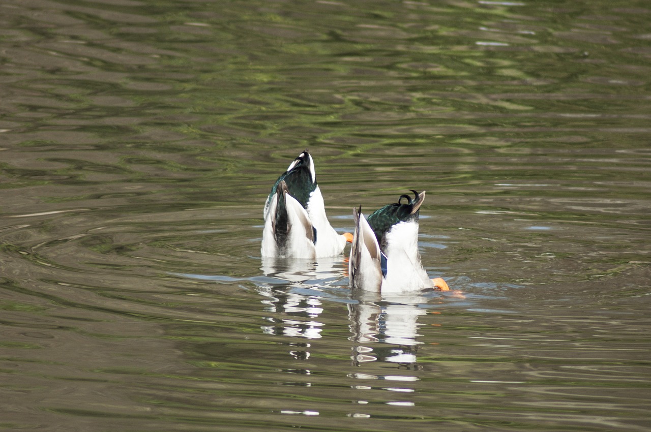 duck water bird free photo