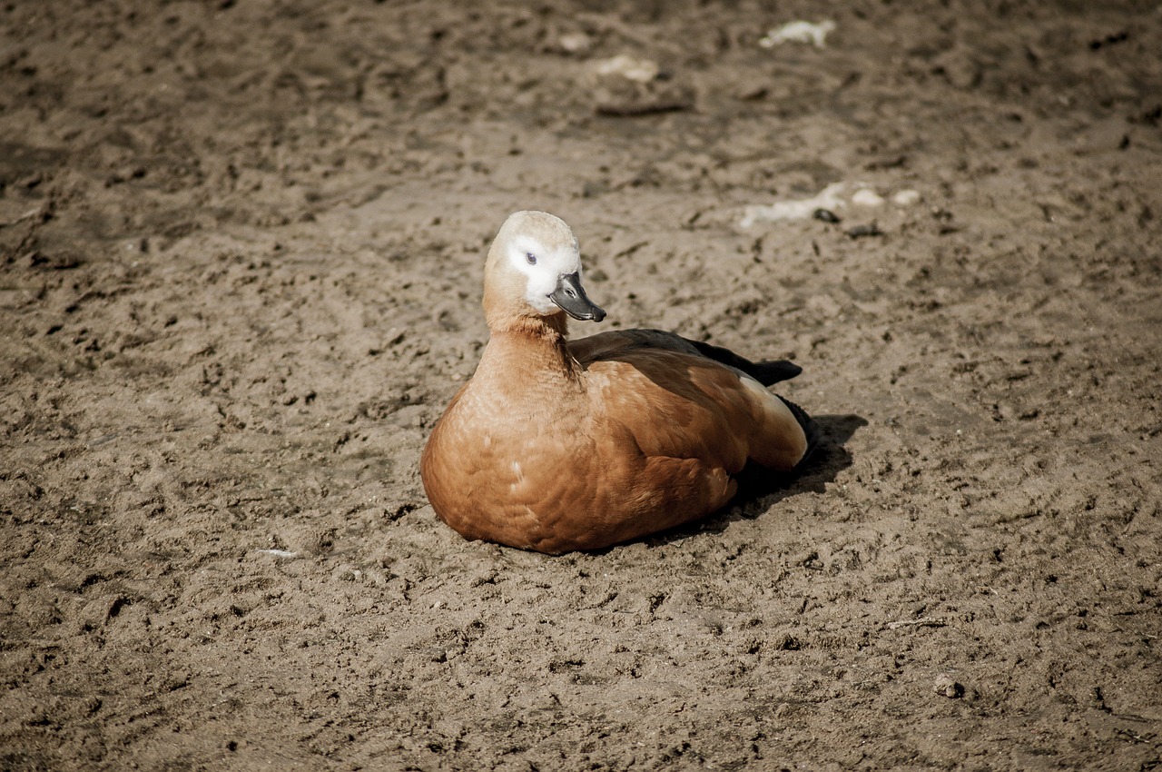 duck close farm free photo