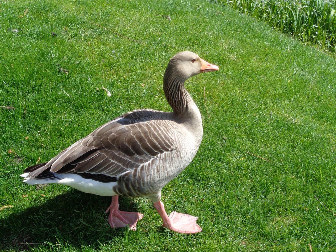 duck federtier water bird free photo