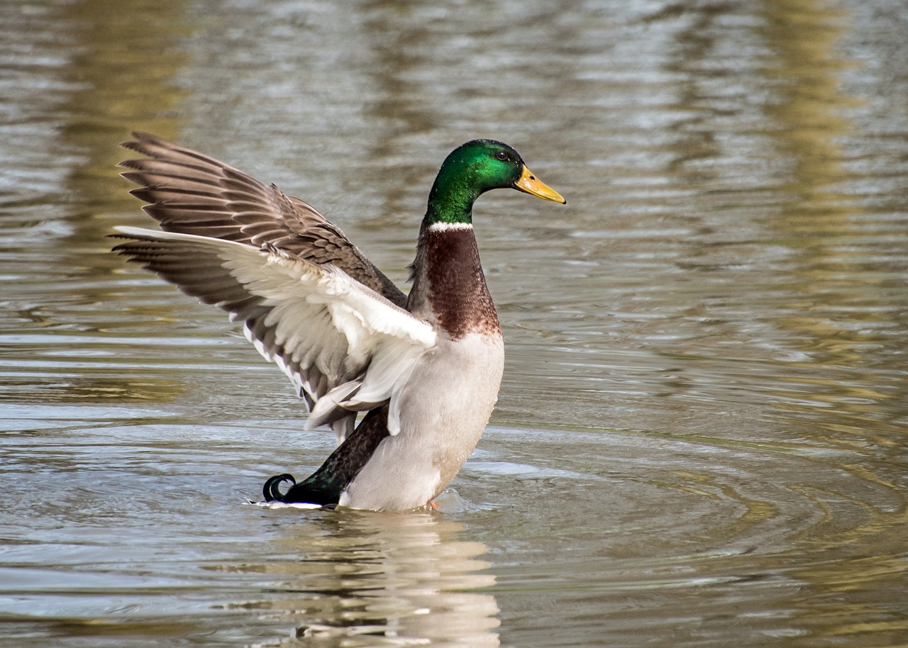 duck mallard wing free photo