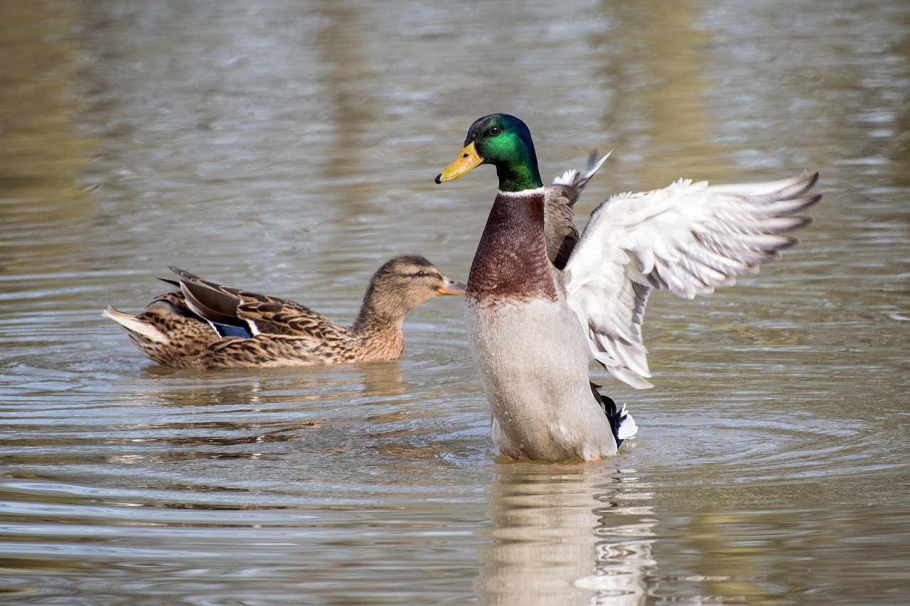 duck mallard wing free photo