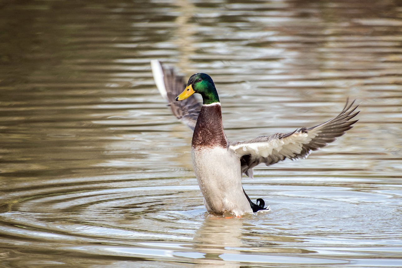 duck mallard wing free photo