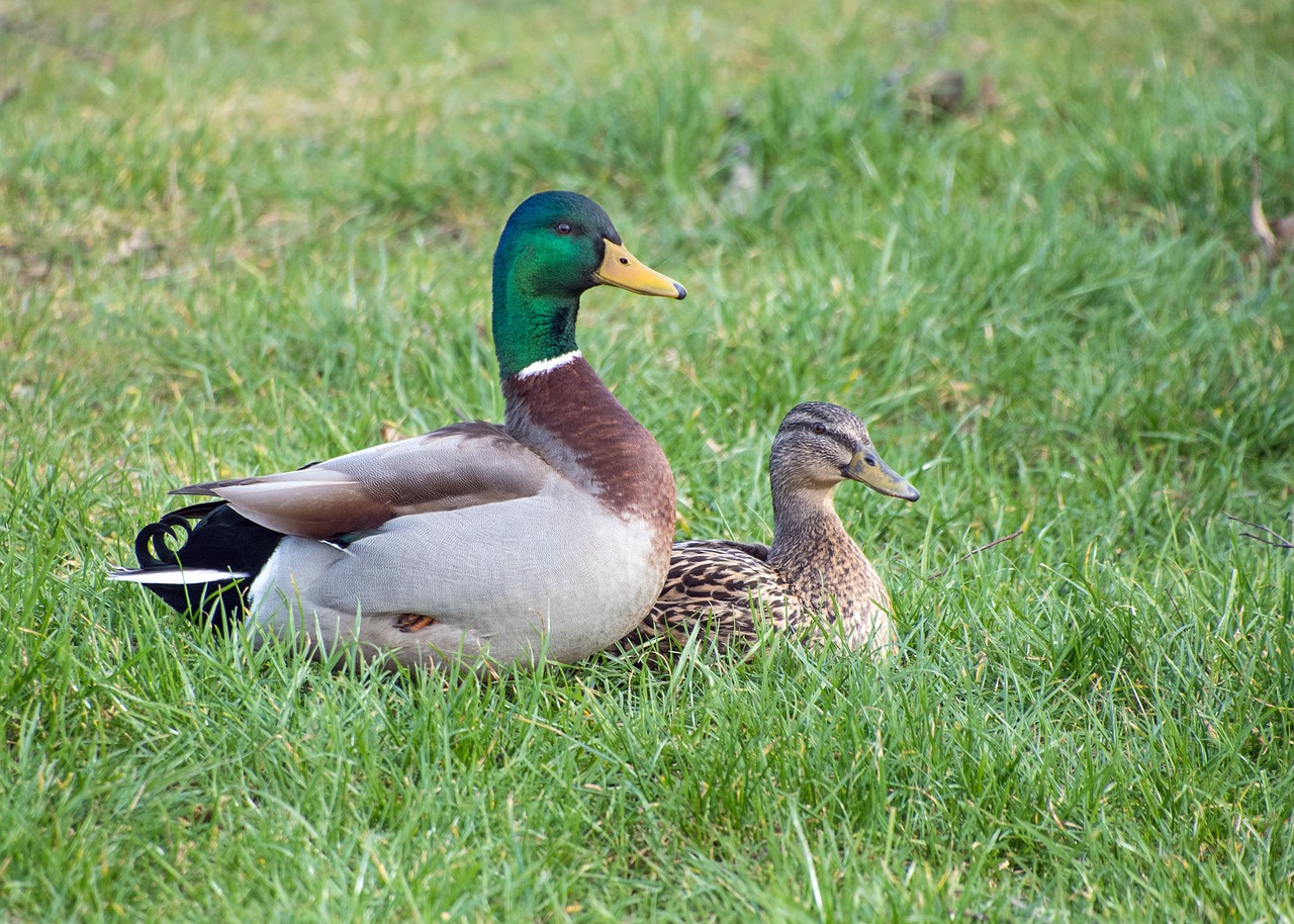 duck mallard couple free photo