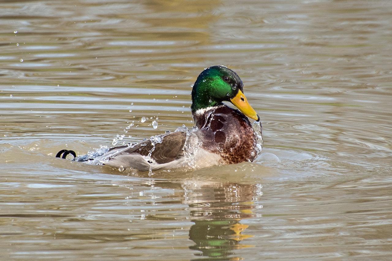 duck mallard water free photo