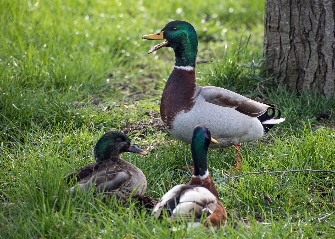 duck mallard three free photo